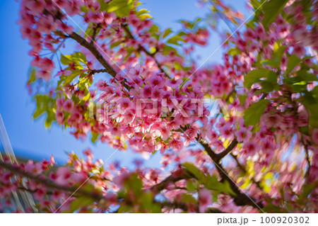 青空を背景に咲く満開の河津桜【春イメージ】 100920302