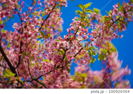 青空を背景に咲く満開の河津桜【春イメージ】 青空を背景に咲く満開の河津桜【春イメージ】 100920304