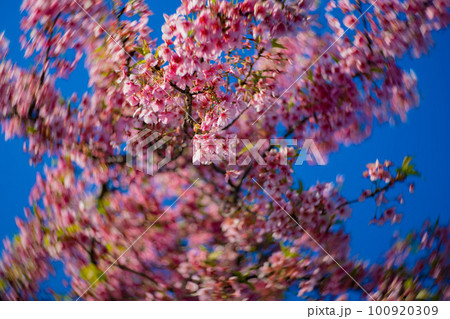 青空を背景に咲く満開の河津桜【春イメージ】 100920309