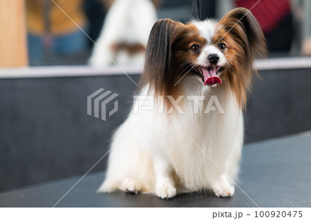 Portrait of a cute tricolor papillon. Continental spaniel dog with tongue hanging out. 100920475