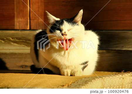 朝陽を浴びつつ御宮を護る猫さん 100920476