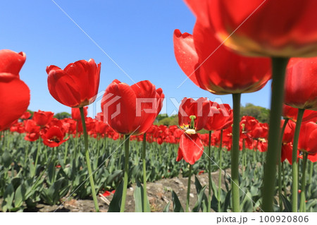 赤いチューリップ 100920806