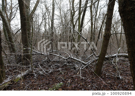 Dark winter forest atmosphere, winter nature 100920894