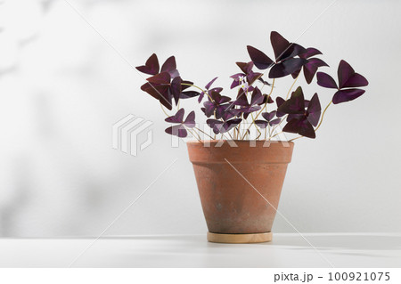 Oxalis triangularis or Purple shamrock Oxalis triangularis or Purple shamrock 100921075
