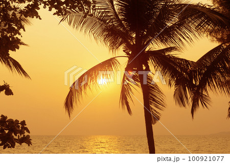 Silhouette coconut palm tree on sea and sunset sky background 100921077