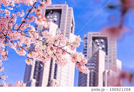 都庁に映える満開の桜 都庁に映える満開の桜 100921208