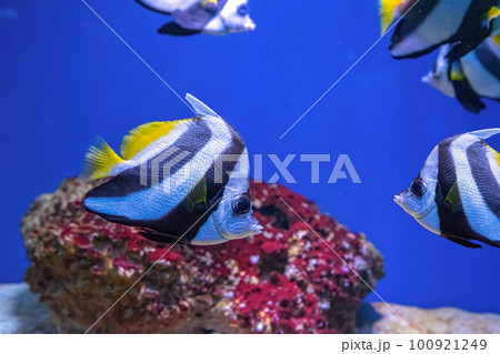 Heniochus acuminatus, Pennant coralfish, reef bannerfish, coachman in blue ocean water 100921249