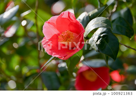 赤い椿の花 赤い椿の花 100921363