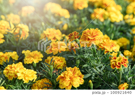 Beautiful yellow marigolds flower in garden, flower nature background Beautiful yellow marigolds flower in garden, flower nature background 100921640