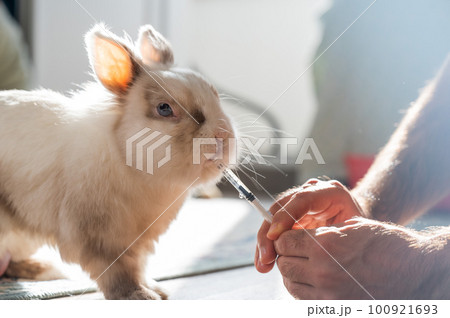 A man gives a rabbit medicine from a syringe. Bunny drinks from a syringe.  100921693