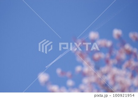 青空に浮かぶ桜と飛行機雲 青空に浮かぶ桜と飛行機雲 100921954
