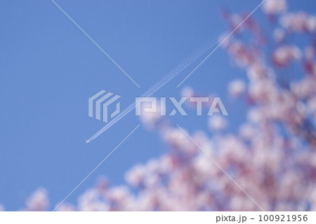 満開の桜とヒコーキ雲 100921956