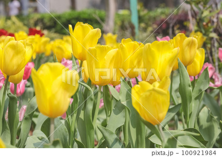 a Triumph tulips Proud bloom in a garden in spring a Triumph tulips Proud bloom in a garden in spring 100921984