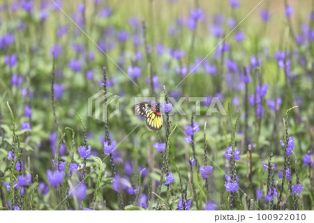 a Photo of stachytarpheta cayennensis flower at spring 100922010