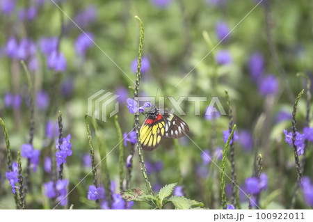 a Photo of stachytarpheta cayennensis flower at spring 100922011