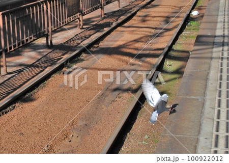 路面電車駅と鳩 路面電車駅と鳩 100922012