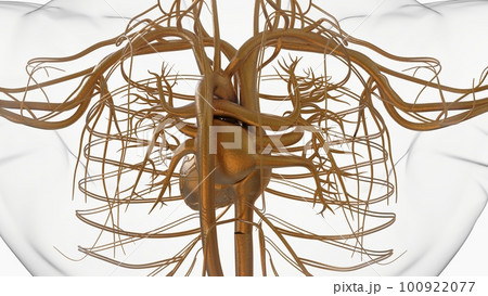 Human heart circulatory system anatomy for medical concept 3D rendering Human heart circulatory system anatomy for medical concept 3D rendering 100922077