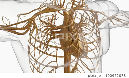 Human heart circulatory system anatomy for medical concept 3D rendering Human heart circulatory system anatomy for medical concept 3D rendering 100922078