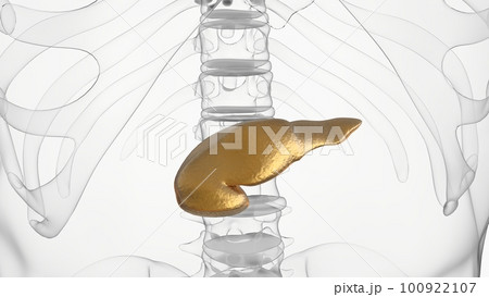 Pancreas Human Digestive System Anatomy For Medical Concept 3D rendering Pancreas Human Digestive System Anatomy For Medical Concept 3D rendering 100922107