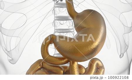 Human stomach anatomy for medical concept 3D rendering Human stomach anatomy for medical concept 3D rendering 100922108