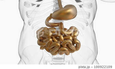 Human small intestine anatomy for medical concept 3D rendering Human small intestine anatomy for medical concept 3D rendering 100922109