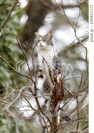 Young cat with tiger pattern fur on a green grass 100922172