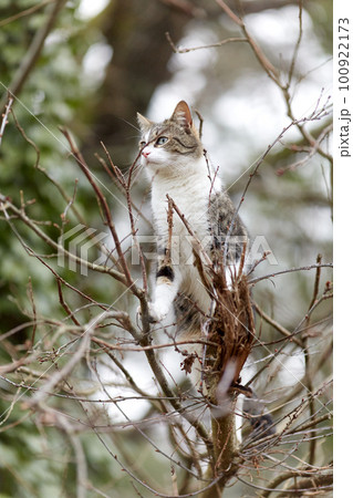 Young cat with tiger pattern fur on a green grass 100922173