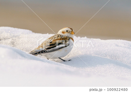 ユキホオジロ　冬の北海道可愛い動物・鳥 100922480
