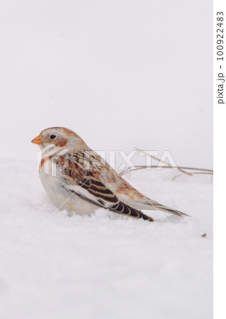 ユキホオジロ　冬の北海道可愛い動物・鳥 100922483