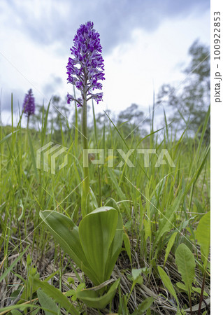 wild orchid in White Carpathian Mountains, Czech Republic wild orchid in White Carpathian Mountains, Czech Republic 100922853