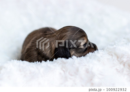 かわいい子犬　カニンヘンダックスフンド 100922932