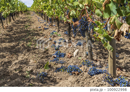 Reduction of ripening grapes to produce highest quality wines in Bordeaux, France 100922998
