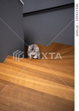 fluffy cat running up staircase 100923386