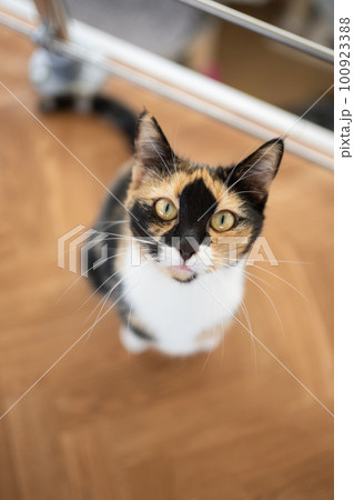 cat owner's POV. Cat looking up at camera 100923388