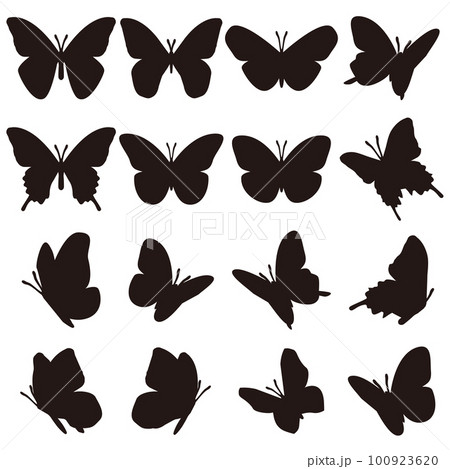 蝶々 蝶々 100923620