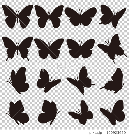 蝶々 蝶々 100923620