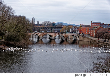 Swans on the river Severn at Worcester Swan Sanctuary Swans on the river Severn at Worcester Swan Sanctuary 100923781
