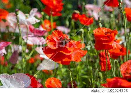 beautiful poppies growing in a flower bed beautiful poppies growing in a flower bed 100924598