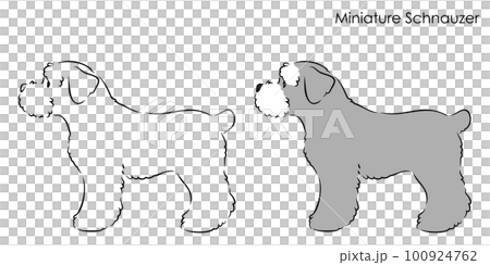 Sideways cute miniature schnauzer line drawing illustration Sideways cute miniature schnauzer line drawing illustration 100924762