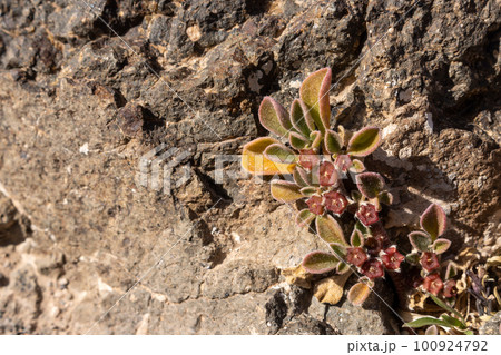 Blooming desert plant, Fuerteventura 100924792