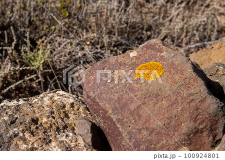 Yellow lichen on a stone, Fuerteventura 100924801