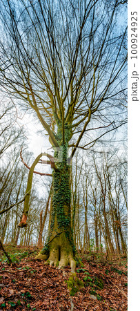 Vertical panorama. Ancient aged beech tree covered with moss and epiphyte wine evergreen plants, Germany, at warm sunset Spring evening 100924925