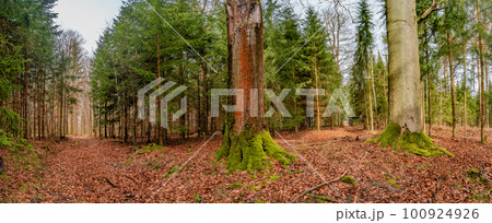 Panoramic view over a forest track in magical deciduous and pine forest with ancient aged trees covered with moss, Germany, at warm sunset Spring evening Panoramic view over a forest track in magical deciduous and pine forest with ancient aged trees covered with moss, Germany, at warm sunset Spring evening 100924926