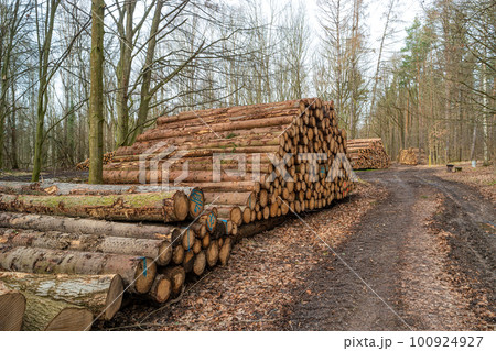 Big piles of pine and beech tree trunks stocked at the forest border near a road after logging, Germany 100924927