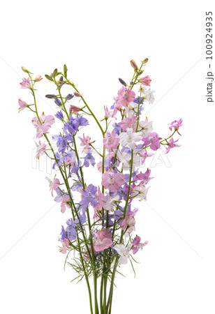 bouquet of perennial delphinium isolated bouquet of perennial delphinium isolated 100924935