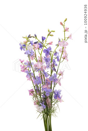 bouquet of perennial delphinium isolated bouquet of perennial delphinium isolated 100924936