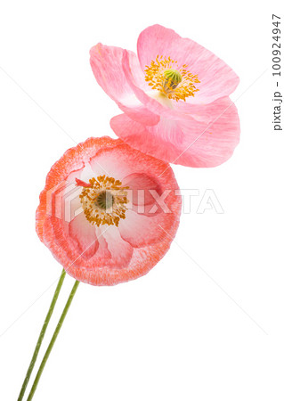 beautiful poppy flowers isolated 100924947