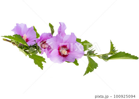 beautiful hibiscus flowers beautiful hibiscus flowers 100925094