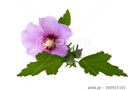 beautiful hibiscus flowers beautiful hibiscus flowers 100925101