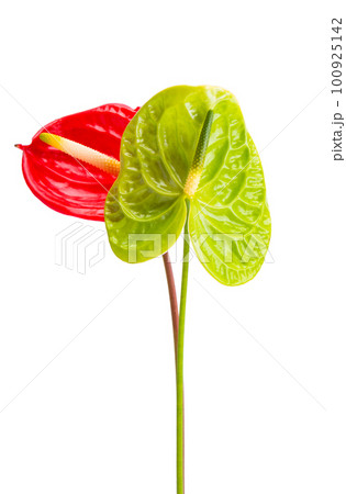 anthurium flower isolated 100925142
